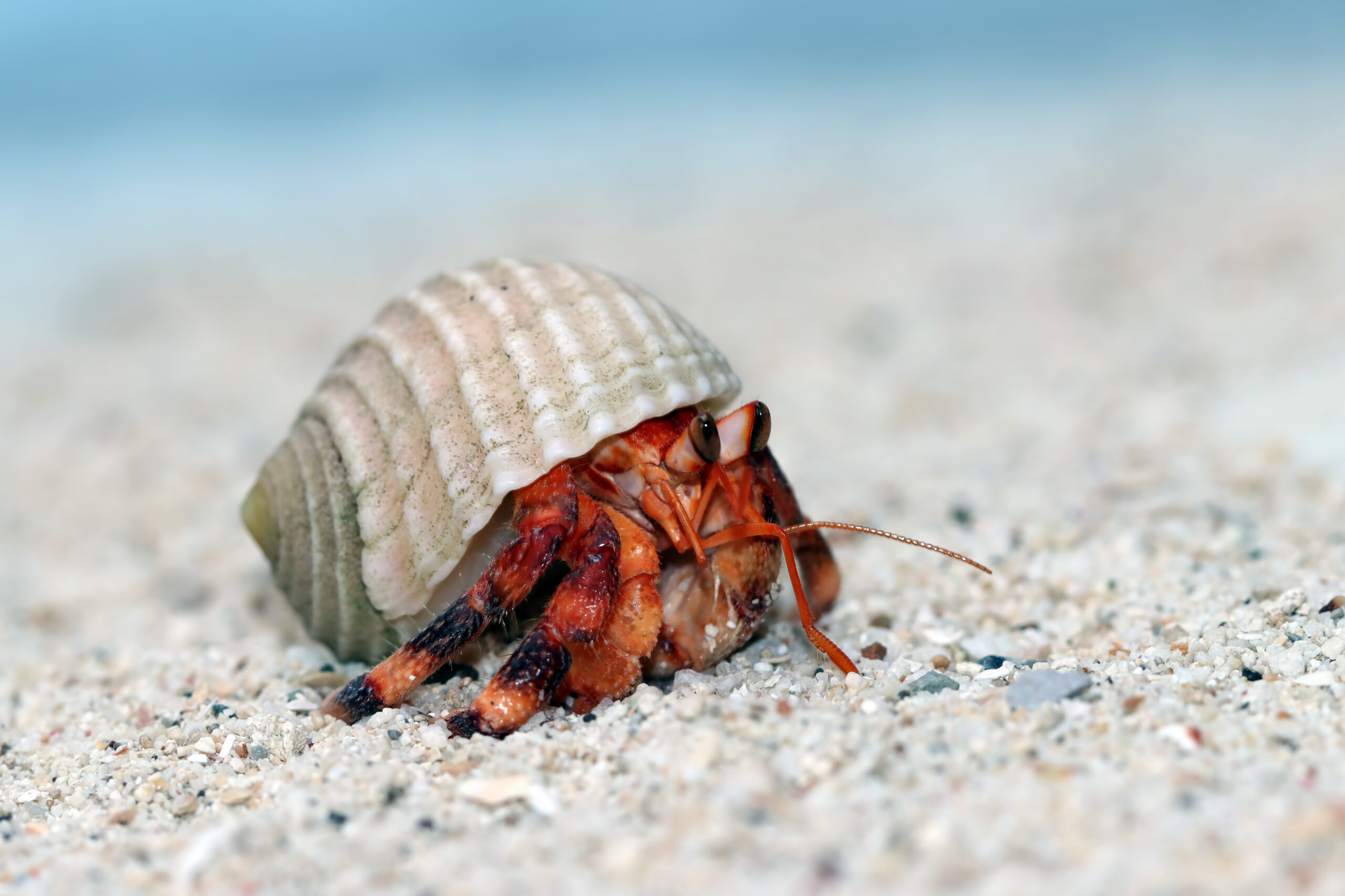 red lobster tgi fridays closing